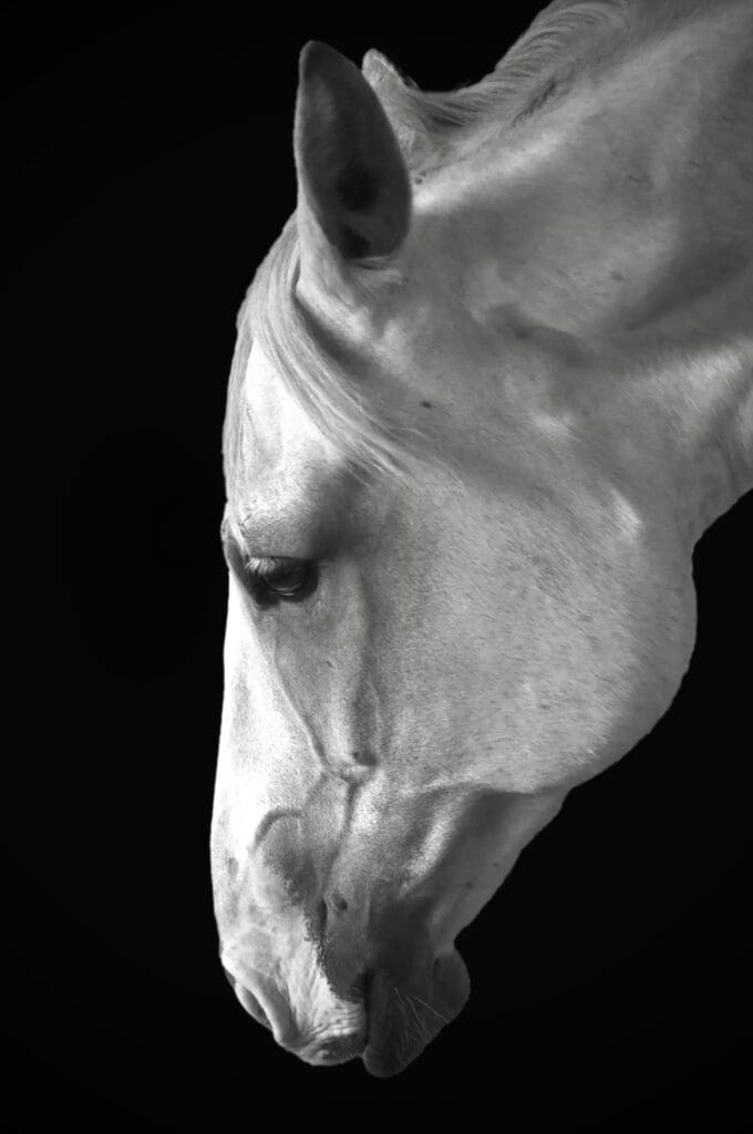 Horse portrait for reiki sessions