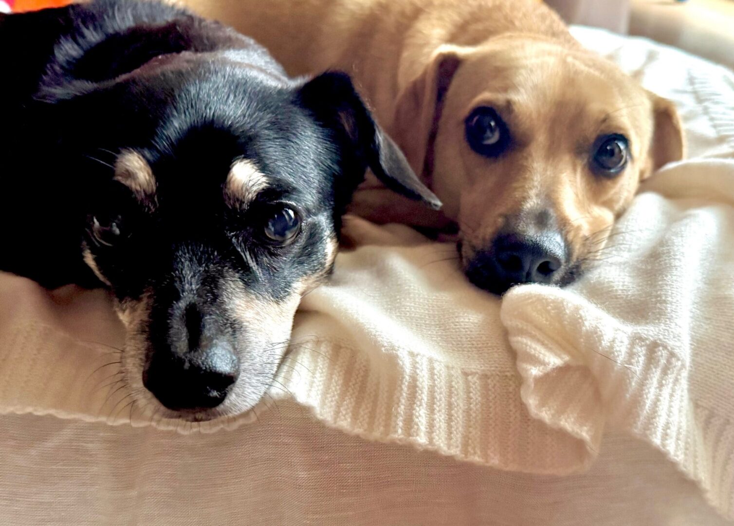 Snuggle buddies for companion blanket