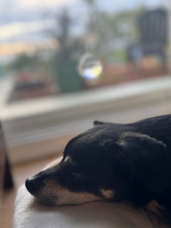 Black dog resting on couch by window
