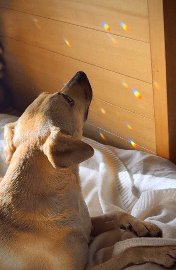 Dog looking at rainbow light reflections