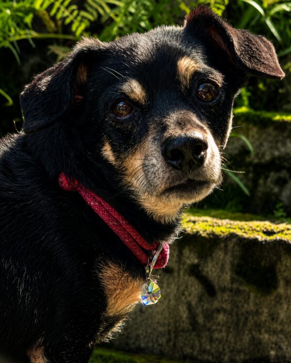 Black and tan dog wearing red collar