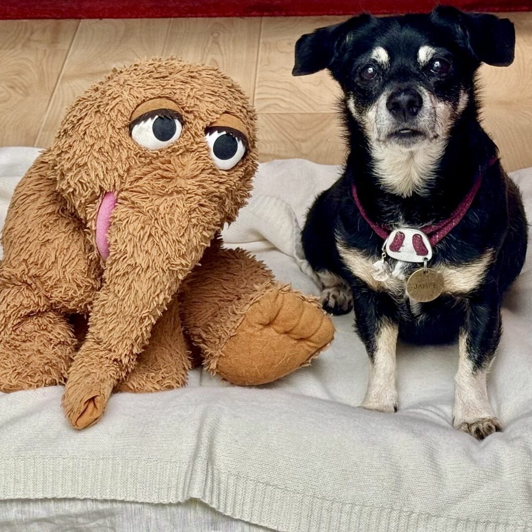 Small black dog beside brown plush elephant