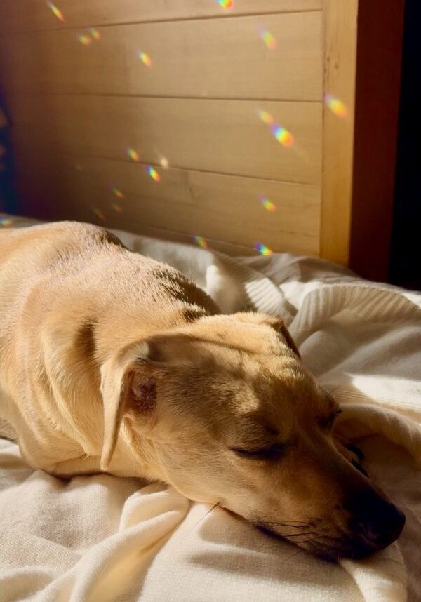Sleeping tan dog with rainbow prism spots