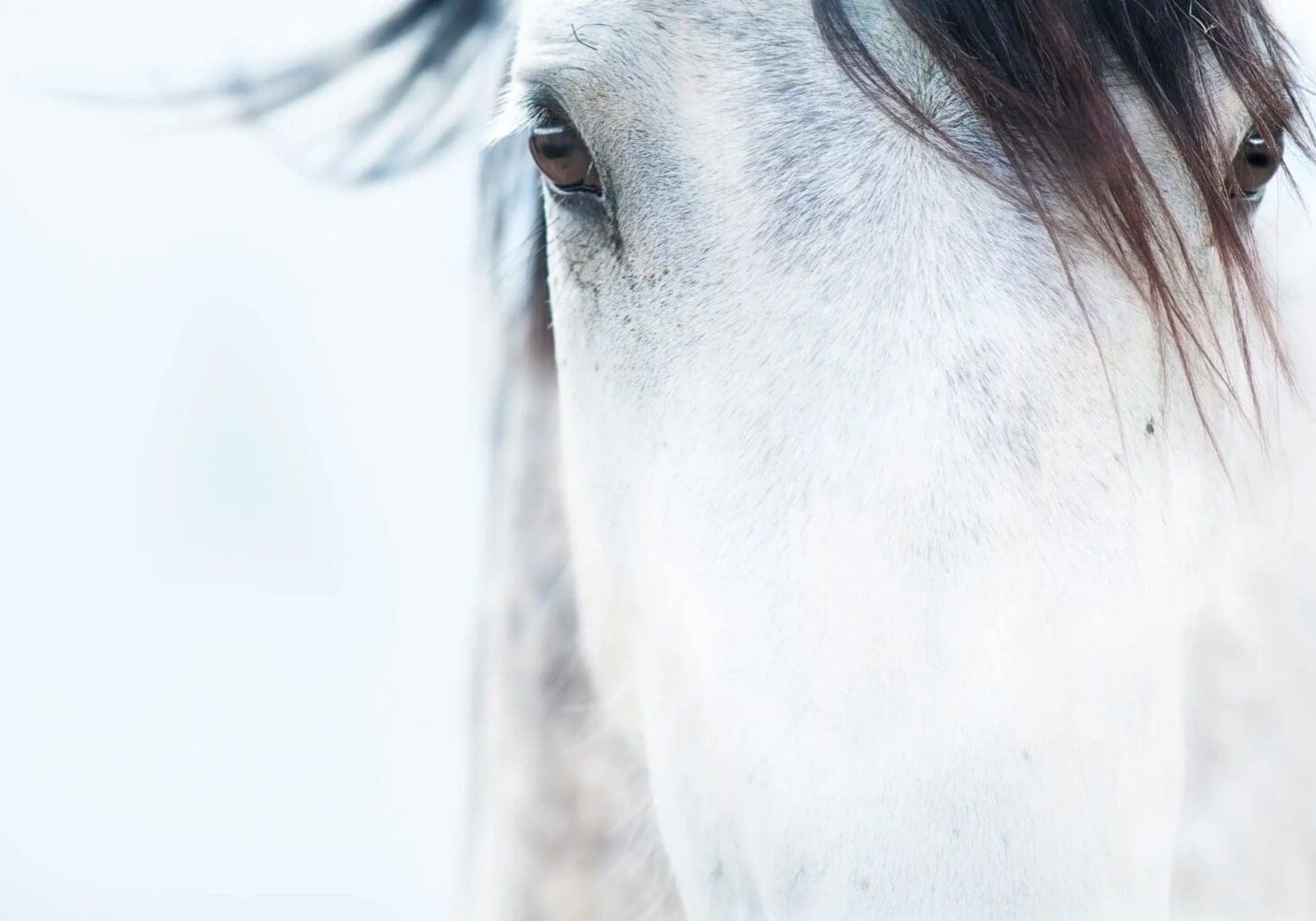 Horse face for equine page