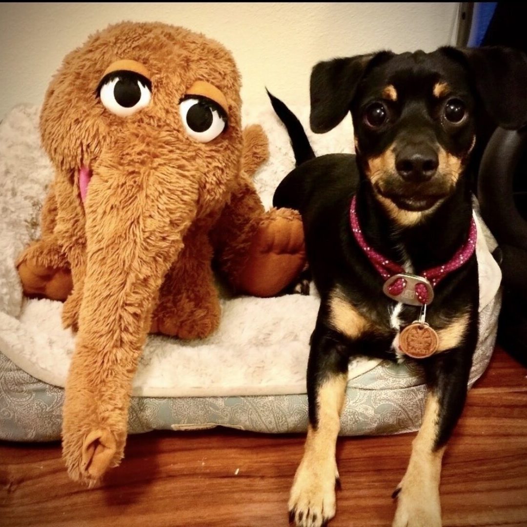 Small black dog beside brown stuffed elephant